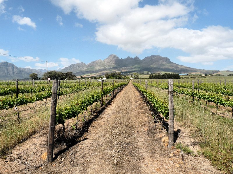 (48) Vineyards beneath Helderberg.JPG